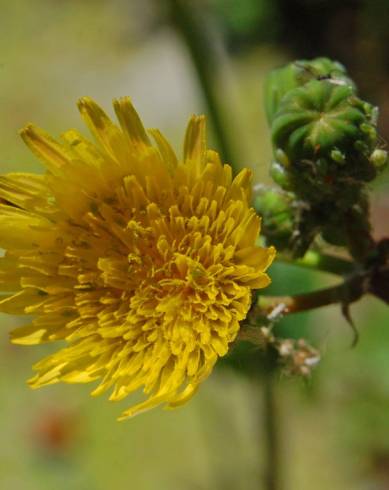 Fotografia de capa Sonchus tenerrimus - do Jardim Botânico