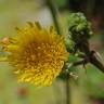 Fotografia 1 da espécie Sonchus tenerrimus do Jardim Botânico UTAD