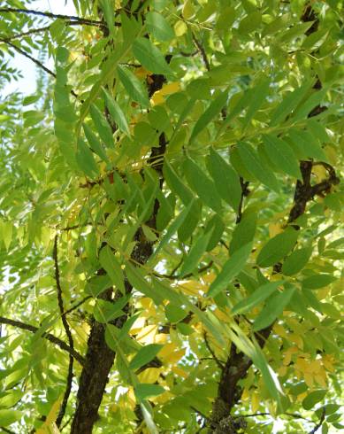 Fotografia de capa Juglans nigra - do Jardim Botânico