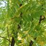 Fotografia 1 da espécie Juglans nigra do Jardim Botânico UTAD