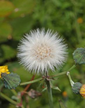 Fotografia 3 da espécie Sonchus tenerrimus no Jardim Botânico UTAD