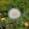 Fotografia 3 da espécie Sonchus tenerrimus do Jardim Botânico UTAD