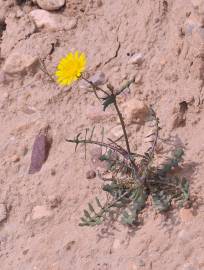 Fotografia da espécie Sonchus tenerrimus