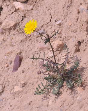 Fotografia 4 da espécie Sonchus tenerrimus no Jardim Botânico UTAD