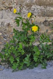 Fotografia da espécie Sonchus tenerrimus