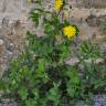 Fotografia 5 da espécie Sonchus tenerrimus do Jardim Botânico UTAD