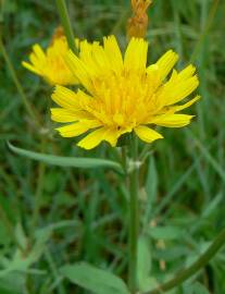 Fotografia da espécie Sonchus tenerrimus