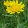 Fotografia 6 da espécie Sonchus tenerrimus do Jardim Botânico UTAD