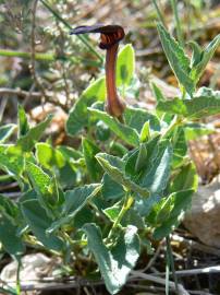 Fotografia da espécie Aristolochia pistolochia