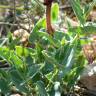 Fotografia 3 da espécie Aristolochia pistolochia do Jardim Botânico UTAD