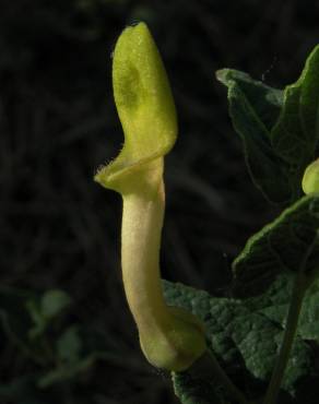 Fotografia 4 da espécie Aristolochia pistolochia no Jardim Botânico UTAD