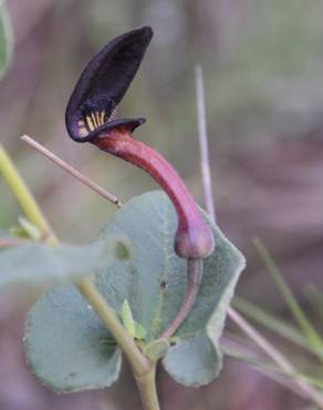 Fotografia 5 da espécie Aristolochia pistolochia no Jardim Botânico UTAD