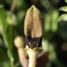 Fotografia 6 da espécie Aristolochia pistolochia do Jardim Botânico UTAD