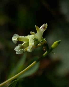 Fotografia 4 da espécie Ceratocapnos claviculata no Jardim Botânico UTAD