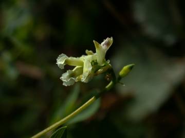 Fotografia da espécie Ceratocapnos claviculata