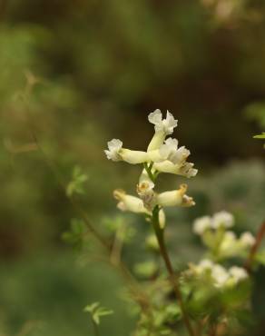 Fotografia 6 da espécie Ceratocapnos claviculata no Jardim Botânico UTAD