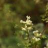 Fotografia 6 da espécie Ceratocapnos claviculata do Jardim Botânico UTAD