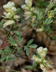 Ceratocapnos claviculata