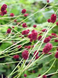 Fotografia da espécie Sanguisorba officinalis