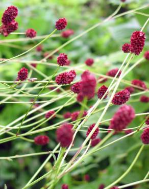 Fotografia 7 da espécie Sanguisorba officinalis no Jardim Botânico UTAD