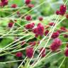 Fotografia 7 da espécie Sanguisorba officinalis do Jardim Botânico UTAD