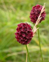 Sanguisorba officinalis