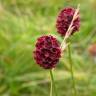 Fotografia 1 da espécie Sanguisorba officinalis do Jardim Botânico UTAD