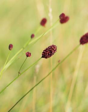 Fotografia 9 da espécie Sanguisorba officinalis no Jardim Botânico UTAD