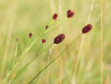 Fotografia da espécie Sanguisorba officinalis