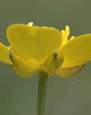 Fotografia 6 da espécie Ranunculus repens no Jardim Botânico UTAD