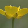 Fotografia 6 da espécie Ranunculus repens do Jardim Botânico UTAD