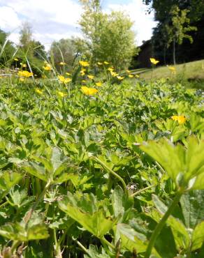 Fotografia 7 da espécie Ranunculus repens no Jardim Botânico UTAD