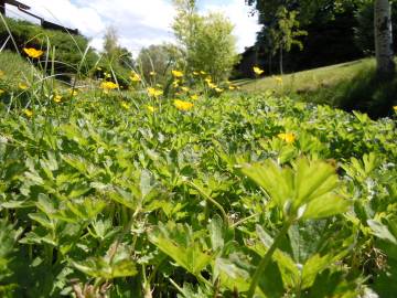 Fotografia da espécie Ranunculus repens