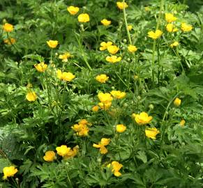 Fotografia da espécie Ranunculus repens