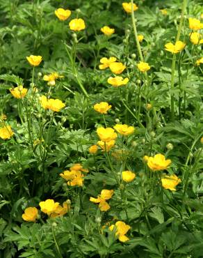 Fotografia 8 da espécie Ranunculus repens no Jardim Botânico UTAD