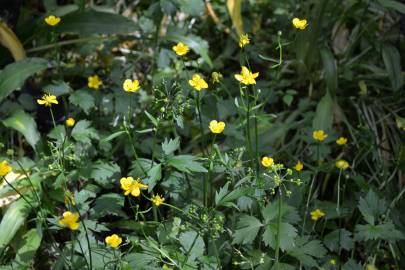 Fotografia da espécie Ranunculus repens