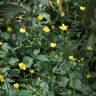 Fotografia 9 da espécie Ranunculus repens do Jardim Botânico UTAD