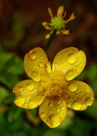 Fotografia da espécie Ranunculus repens