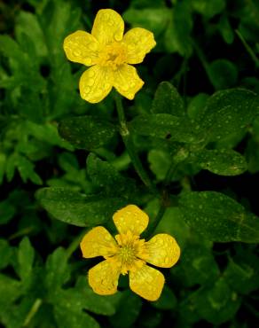 Fotografia 11 da espécie Ranunculus repens no Jardim Botânico UTAD