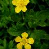 Fotografia 11 da espécie Ranunculus repens do Jardim Botânico UTAD