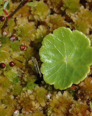 Fotografia de capa Hydrocotyle vulgaris - do Jardim Botânico