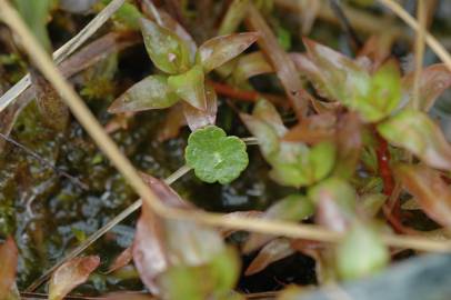 Fotografia da espécie Hydrocotyle vulgaris