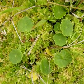 Fotografia da espécie Hydrocotyle vulgaris