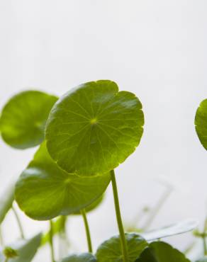 Fotografia 5 da espécie Hydrocotyle vulgaris no Jardim Botânico UTAD