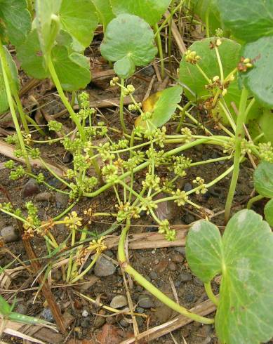 Fotografia de capa Hydrocotyle bonariensis - do Jardim Botânico