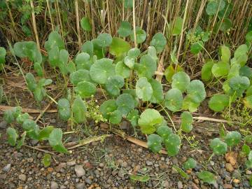 Fotografia da espécie Hydrocotyle bonariensis