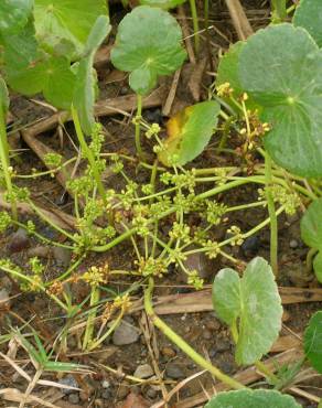 Fotografia 3 da espécie Hydrocotyle bonariensis no Jardim Botânico UTAD