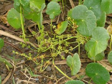 Fotografia da espécie Hydrocotyle bonariensis