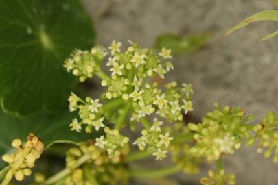 Fotografia da espécie Hydrocotyle bonariensis