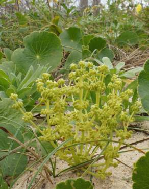 Fotografia 5 da espécie Hydrocotyle bonariensis no Jardim Botânico UTAD